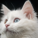 Image for article titled How Kristen Roupenian Was Transformed Into Cat Person